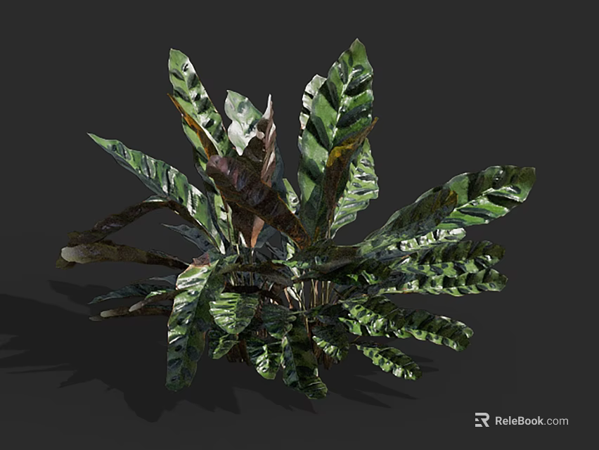 Vibrant Tropical Foliage Plant With Large Striped Green And Dark Leaves 3d model 