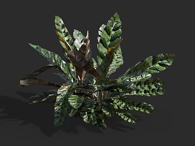 Vibrant Tropical Foliage Plant With Large Striped Green And Dark Leaves 3d model