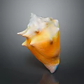 Colorful Spiky Conch Shell With Yellow White Hue On Dark Background