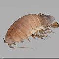 Giant Isopod Marine Animal With Pink Segmented Body Long Antennae And Multiple Legs