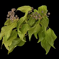 Green Leafy Plant With Dark Brown Small Fruits On Branches Against Black Background
