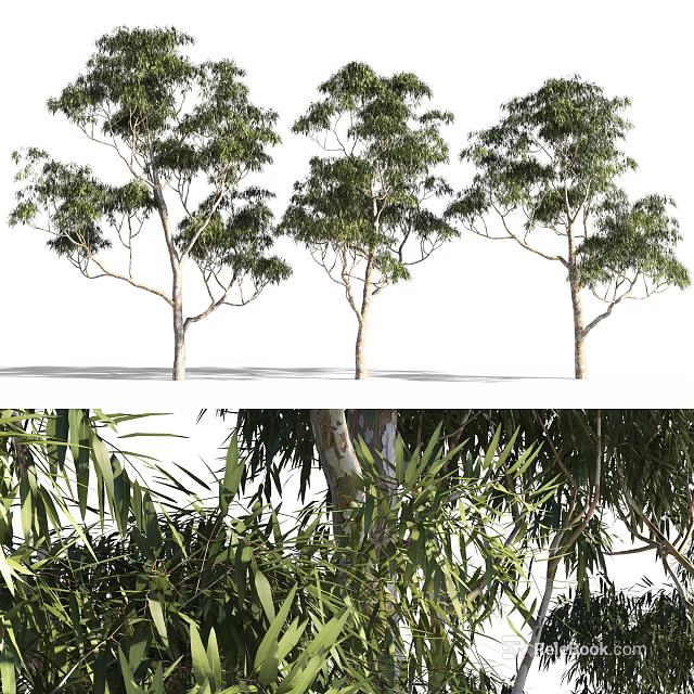 Arbor Trees With Lush Green Foliage And Slender Trunks In Detail View 3d model 