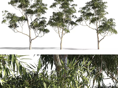 Arbor Trees With Lush Green Foliage And Slender Trunks In Detail View 3d model