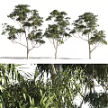 Arbor Trees With Lush Green Foliage And Slender Trunks In Detail View