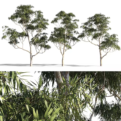 Arbor Trees With Lush Green Foliage And Slender Trunks In Detail View 3d model