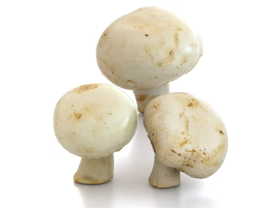 Three Fresh Whole White Mushrooms on Clean White Background for Healthy Diet 3d model
