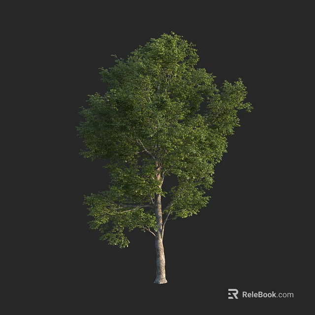 Lush Green Arbor with Dense Foliage and Light Brown Trunk on Black Background 3d model 