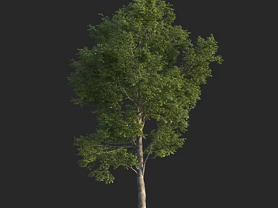 Lush Green Arbor with Dense Foliage and Light Brown Trunk on Black Background 3d model