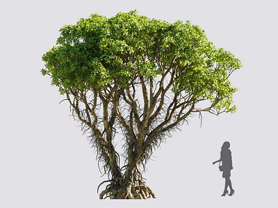 Lush Green Arbor with Lush Foliage Thick Trunk Exposed Roots and Person Silhouette for Size Comparison 3d model