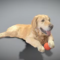 Golden Retriever Dog Lying Down With Orange Ball On Gray Background