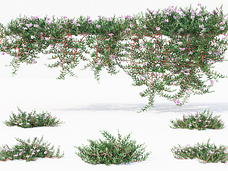 Modern Vine Climbing Vine Flower 3d model