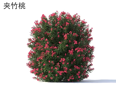 Nerium oleander shrub with vibrant pink flowers and lush green leaves in garden landscape 3d model