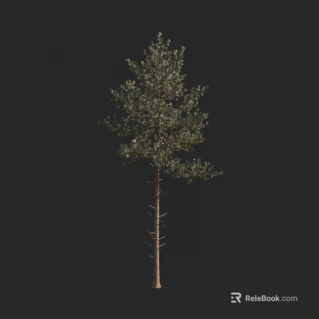 Tall Arbor Featuring Green Foliage And Slender Trunk On Dark Backdrop 3d model 