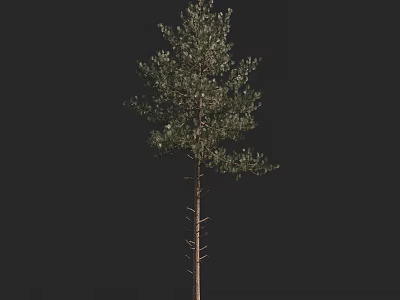 Tall Arbor Featuring Green Foliage And Slender Trunk On Dark Backdrop 3d model
