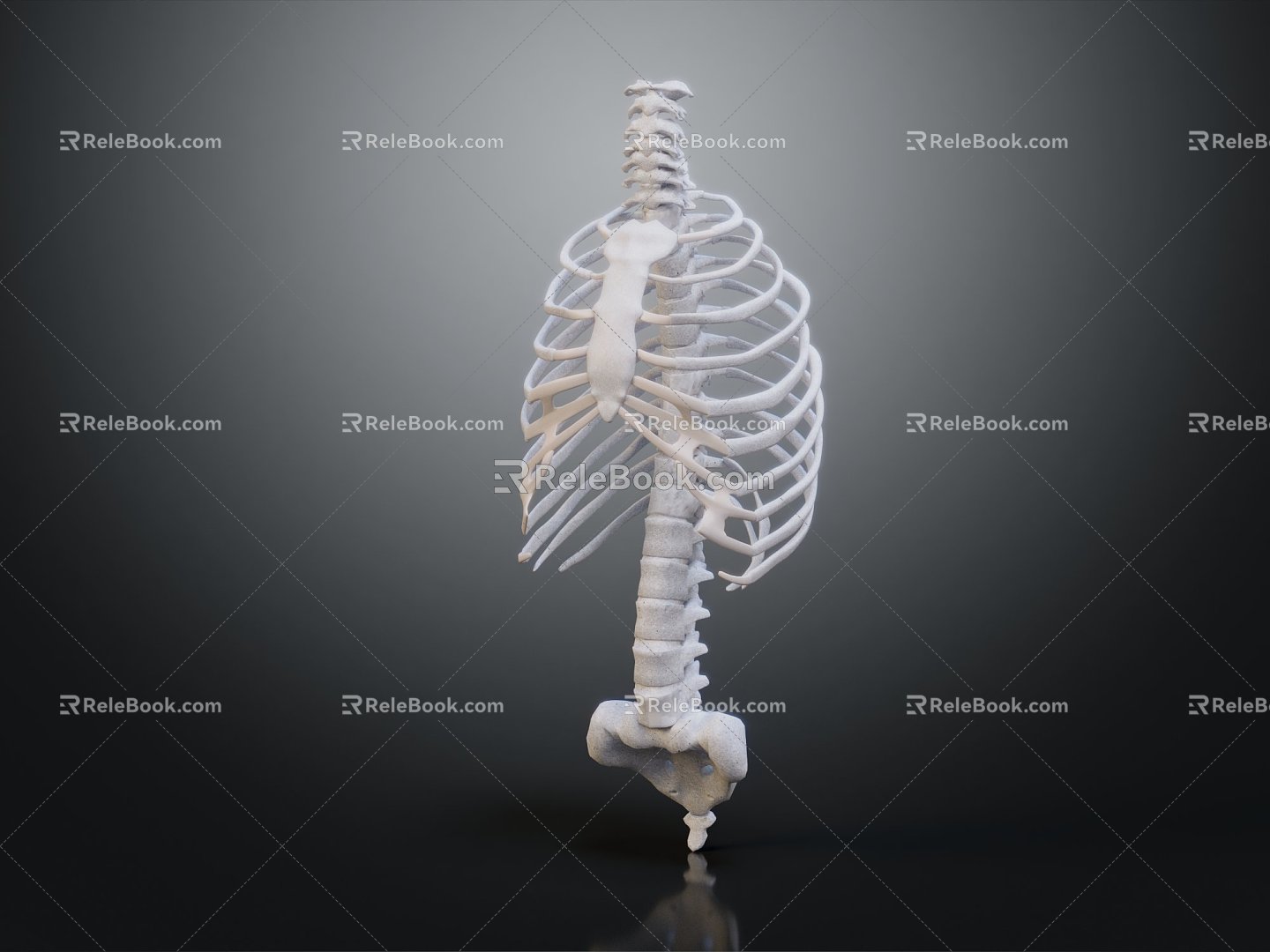 Modern human spine Spinal system Human skeleton 3d model