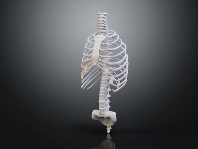 High Quality Human Skeleton Model Medical Device for Anatomical Study and Education 3d model