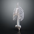High Quality Human Skeleton Model Medical Device for Anatomical Study and Education 3d model