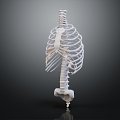 Modern human spine Spinal system Human skeleton 3d model