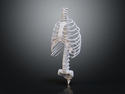 Modern human spine Spinal system Human skeleton 3d model