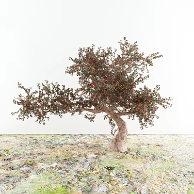 Ornamental Arbor with Curved Trunk Lush Foliage Bearing Red Fruits Against White Background on Grass Soil Ground 3d model