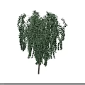Weeping Willow Tree with Slender Trunk and Lush Drooping Foliage against Dark Background 3d model
