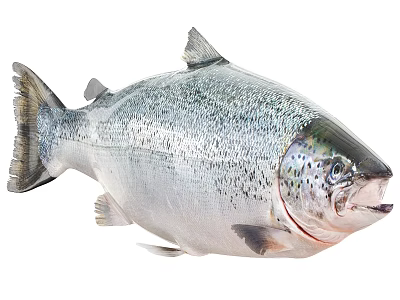 Whole Fresh Salmon Fish With Silver Scales And Spotted Body For Seafood Dishes 3d model