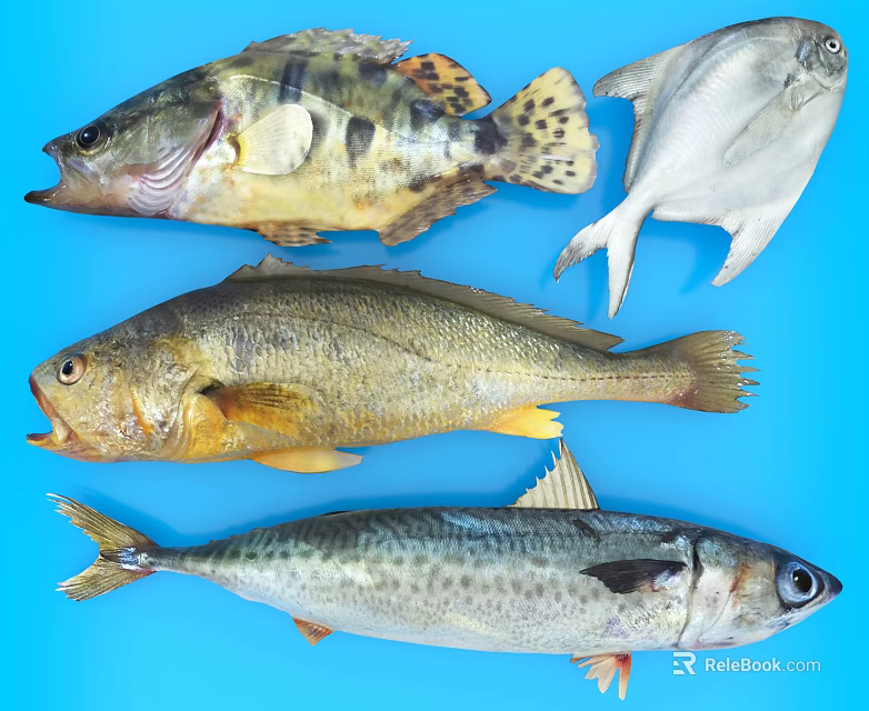 Different Types of Fresh Aquatic Fish with Distinct Features on Blue Background 3d model 