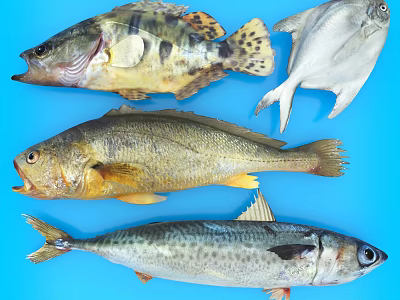 Different Types of Fresh Aquatic Fish with Distinct Features on Blue Background 3d model