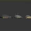 Various Colorful Seashells With Different Shapes Displayed On Dark Background