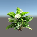 Vibrant Green Striped Leaf Shrub For Indoor And Outdoor Garden Decoration
