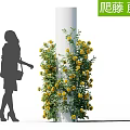Beautiful Climbing Vines with Yellow Flowers Wrapping Around White Column and Woman Silhouette