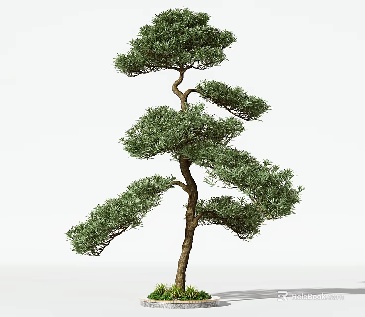 Single Pine Tree With Curved Trunk And Lush Green Foliage Against White Background 3d model 