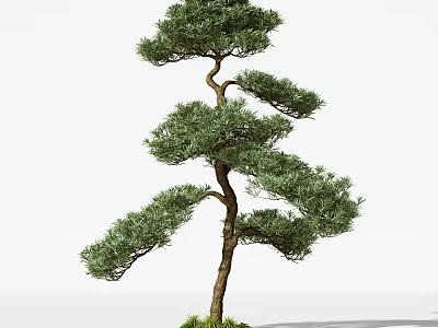 Single Pine Tree With Curved Trunk And Lush Green Foliage Against White Background 3d model