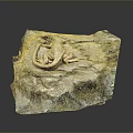 Reptile Lizard Resting on Natural Rock Surface with Detailed Texture in Habitat