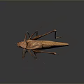 Brown Katydid With Long Antennae Legs And Detailed Wing Texture On Dark Background