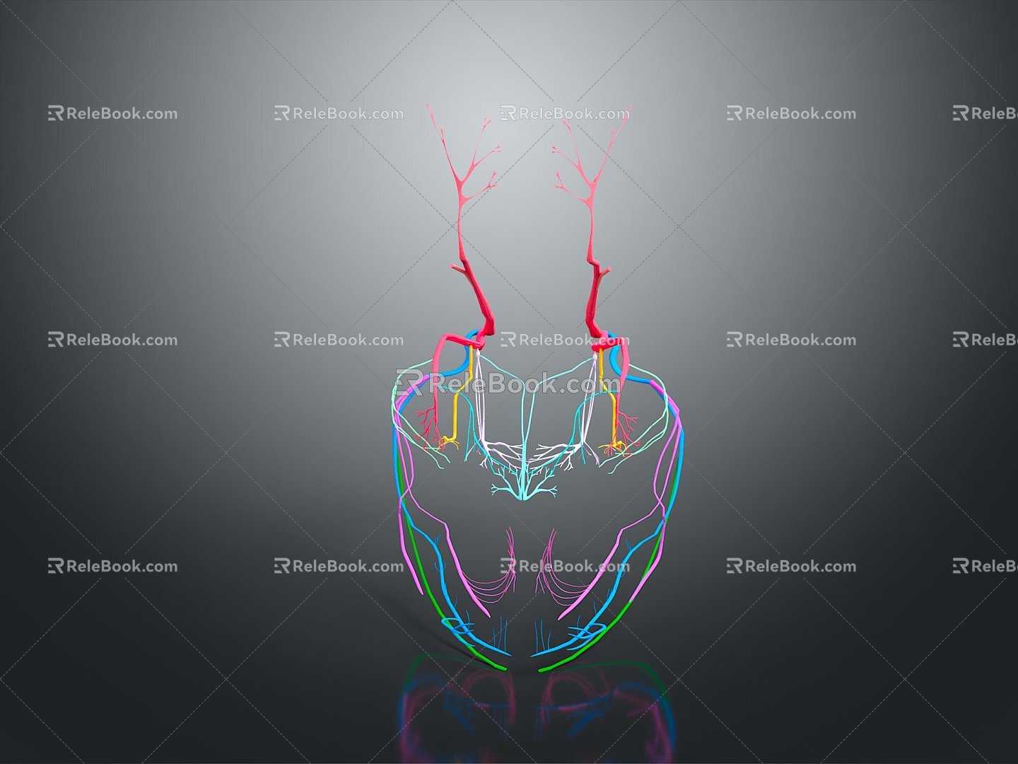 Neurons Anatomical Organs Human Organs Human Organs Human Body Tissue Human Body Structure 3d model