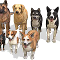 Collection of 14 Different Dog Breeds Including Doberman Labrador and Bulldog