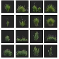 Various Garden Flowers And Grasses With Green Foliage And Purple Lavender Blooms