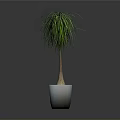 Green Plant with Long Thin Leaves Brown Trunk in White Pot on Gray Background