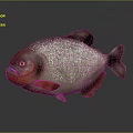 Piranha Fish With Silver Body Red Belly And Plump Appearance On Dark Background