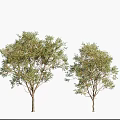 Desert Tree Tropical Tree Tropical Tree Preset 3d model