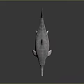 Spotting Dolphin Cartoon Dolphin Animation Dolphin Animation Dolphin Animation Character Game Character 3d model