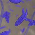 Rod Shaped Blue Bacteria Microscopic View With Long Filaments And Cells