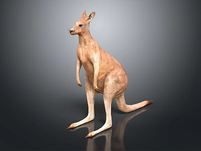 Australian Kangaroo in Standing Pose with Strong Hind Legs and Long Tail Showing Natural Fur Texture 3d model