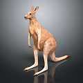 Australian Kangaroo in Standing Pose with Strong Hind Legs and Long Tail Showing Natural Fur Texture