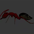 Detailed View Of Red Ant With Black Abdomen And Long Legs On Gray Background