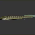 Striped Green Brown Fish With Light Green Tail And Fins On Dark Background With Reflection