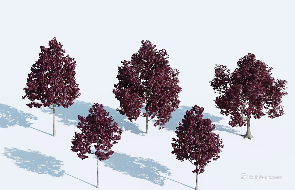 Several Arbor Trees With Purple Foliage And Shadows On White Background 3d model