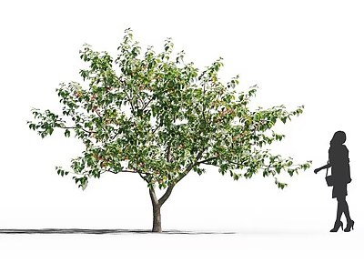 Lush Green Arbor With Dense Foliage And Woman Silhouette Touching Branches 3d model