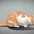 Cute Orange And White Domestic Cat Eating From Food Bowl